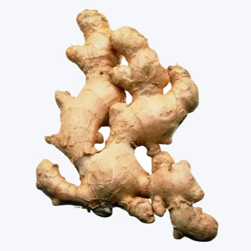 Ginger
